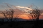 Picture of OCOTILLO CACTUS III