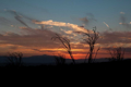 Picture of OCOTILLO CACTUS IV