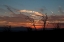 Picture of OCOTILLO CACTUS IV