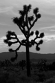 Picture of YUCCA BREVIFOLIA I