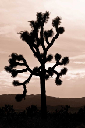 Picture of YUCCA BREVIFOLIA II