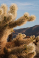 Picture of CHOLLA CACTUS I