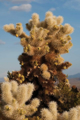 Picture of CHOLLA CACTUS II