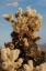 Picture of CHOLLA CACTUS II