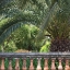 Picture of PALACE GARDEN PALMS I