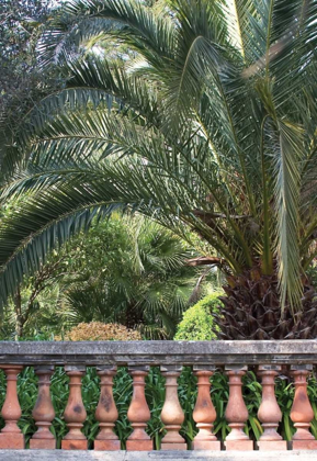 Picture of PALACE GARDEN PALMS II