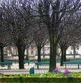 Picture of JARDIN DE NOTRE DAME I