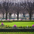 Picture of JARDIN DE NOTRE DAME II