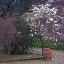 Picture of GARDEN GLIMPSE I