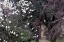 Picture of GARDEN GLIMPSE II