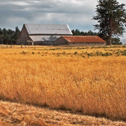 Picture of GOLDEN FIELDS I