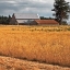 Picture of GOLDEN FIELDS I