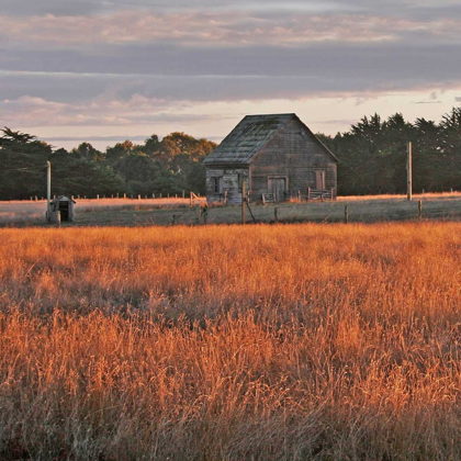 Picture of GOLDEN FIELDS II