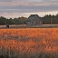 Picture of GOLDEN FIELDS II