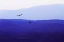 Picture of BLUE RIDGE III