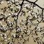 Picture of DOGWOOD SQUARE II