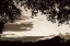 Picture of SUNSET THROUGH TREES II