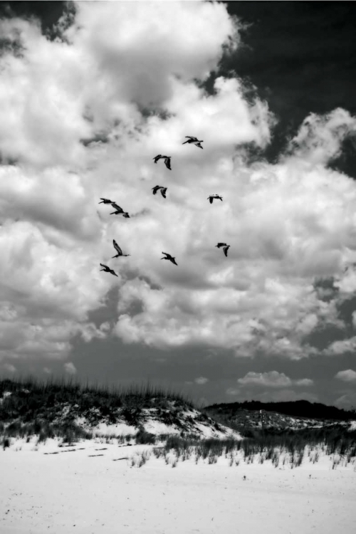 Picture of PELICANS OVER DUNES V