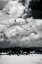 Picture of PELICANS OVER DUNES VI