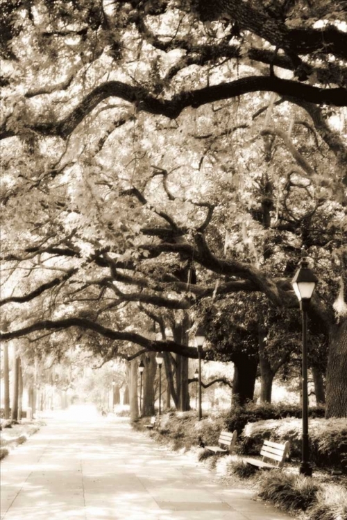 Picture of SAVANNAH SIDEWALK I