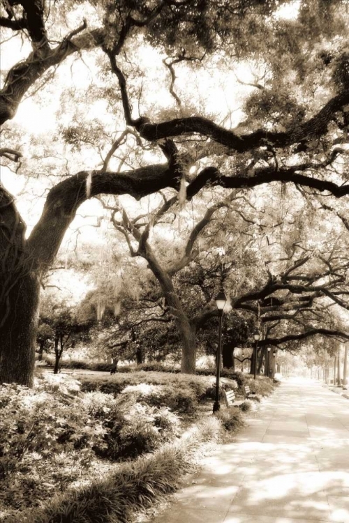 Picture of SAVANNAH SIDEWALK II