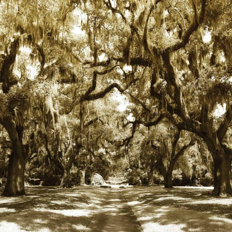 Picture of DRUID OAK SQUARE I