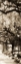 Picture of SAVANNAH IN SEPIA I