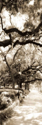 Picture of SAVANNAH IN SEPIA II