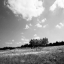 Picture of TREE LINE SQ. I
