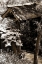 Picture of BAMBOO GARDEN II