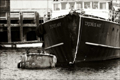 Picture of MONTEREY SHRIMPER