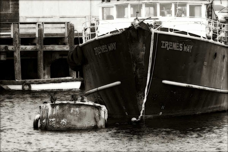 Picture of MONTEREY SHRIMPER