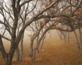 Picture of MISTY OAKS II