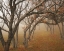 Picture of MISTY OAKS II