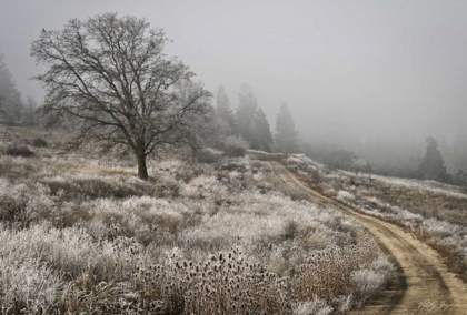 Picture of WINTER SERENITY