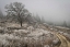 Picture of WINTER SERENITY