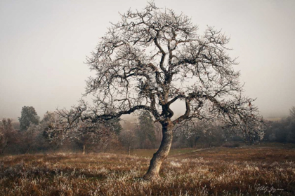 Picture of FROSTY TREE