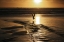 Picture of SUNSET BIRD