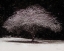 Picture of JAPANESE MAPLE