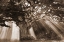 Picture of MOSES TREE