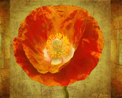 Picture of SUN POPPY I