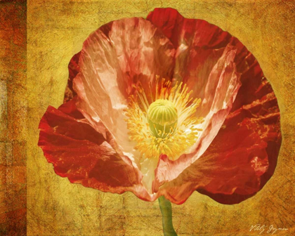 Picture of SUN POPPY II