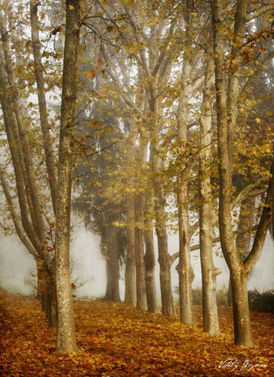 Picture of TREE PARADE