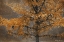 Picture of TREE ANGEL II