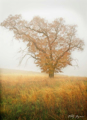 Picture of AUTUMN MIST II