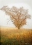 Picture of AUTUMN MIST II