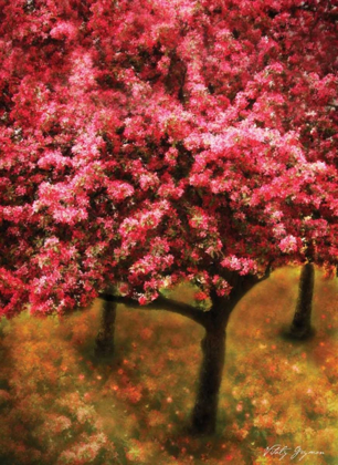 Picture of PINK CHERRY TREE