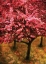 Picture of PINK CHERRY TREE