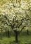 Picture of WHITE CHERRY TREE I