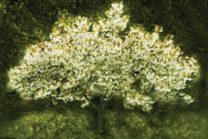 Picture of WHITE CHERRY TREE II